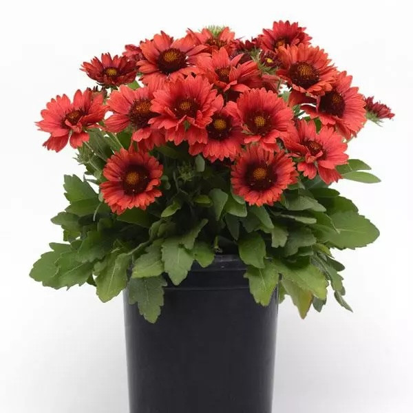 Гайлардия Mesa Red (семена 5 шт.)