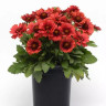 Гайлардия Mesa Red (семена 5 шт.)