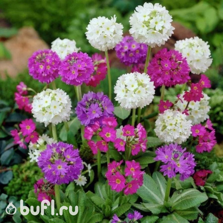 Примула Мелкозубчатая цвета в ассортименте (3 шт.)