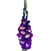 Гладиолус Deep Purple (5 луковиц)