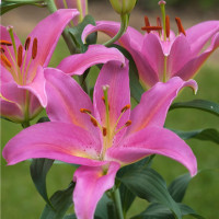 Лилия Mount Cook