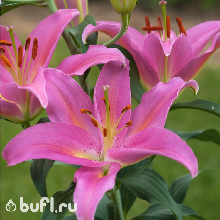 Лилия Mount Cook