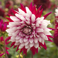 Георгин (Dahlia) Rebeccas World Георгин (Dahlia) Rebeccas World