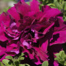 Петуния Double Cascade Burgundy (семена 10 шт.)