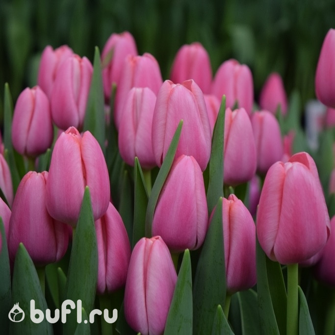 Тюльпан Трезор (Tresor) 5 луковиц