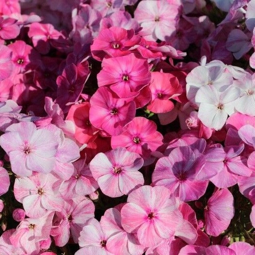 Флокс Freckle Pink Shades