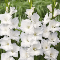 Гладиолус Amsterdam (5 луковиц)