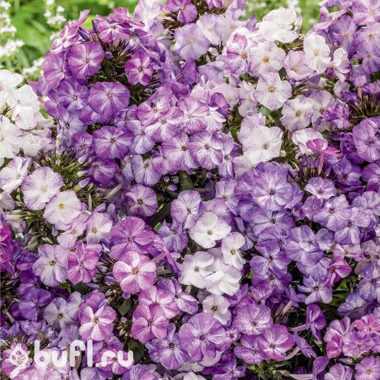 Флокс Freckle Purple Shades