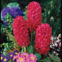 Гиацинт Scarlet Pearl (3 луковицы)