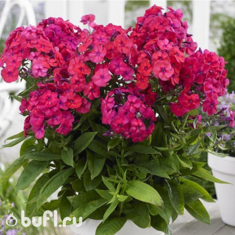 Флокс Bambini Cherry Crush