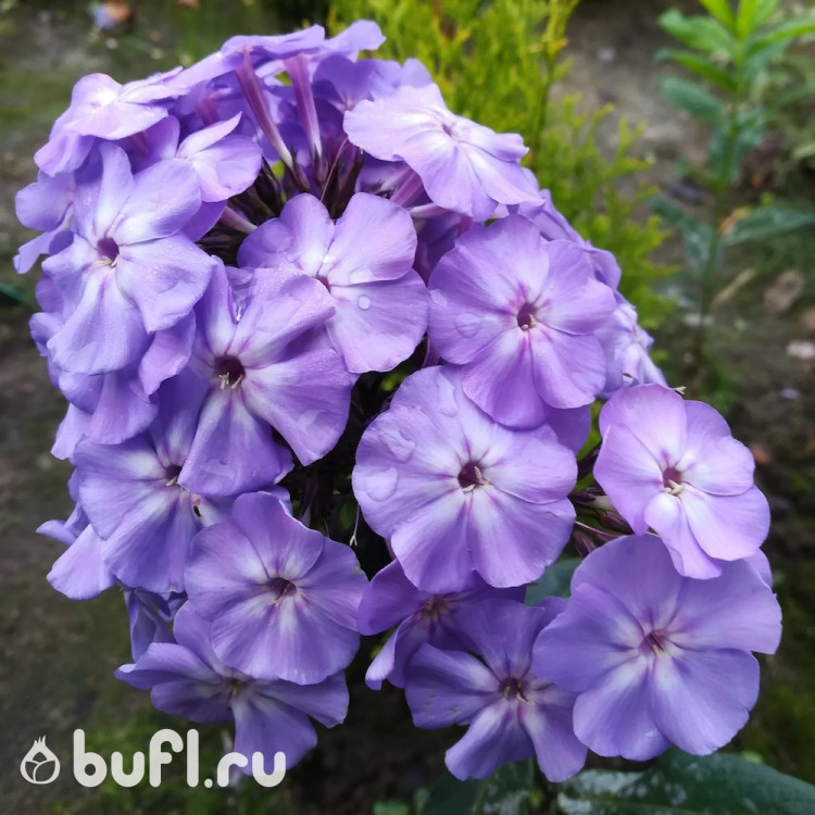 Флокс Blue Boy