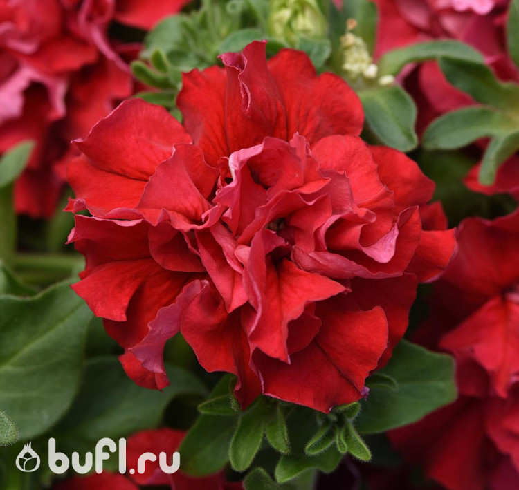 Петуния махровая красная (семена 10 шт.)