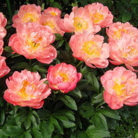 Пион Pink Hawaiian Coral