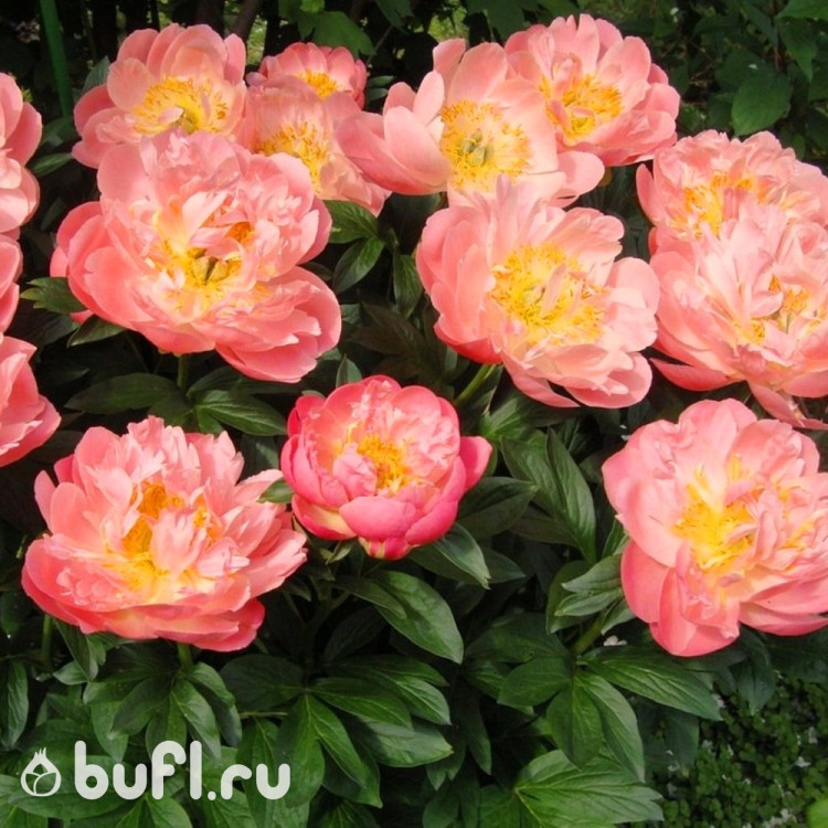 Пион Pink Hawaiian Coral