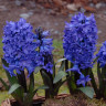 Гиацинт Блю Джекет (Blue Jacket) 3 луковицы