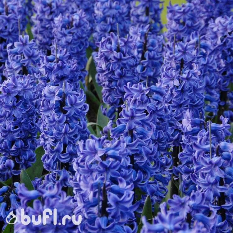 Гиацинт Блю Джекет (Blue Jacket) 3 луковицы