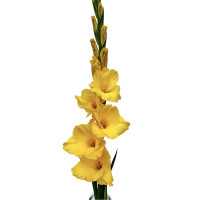 Гладиолус Yellowa (5 луковиц)