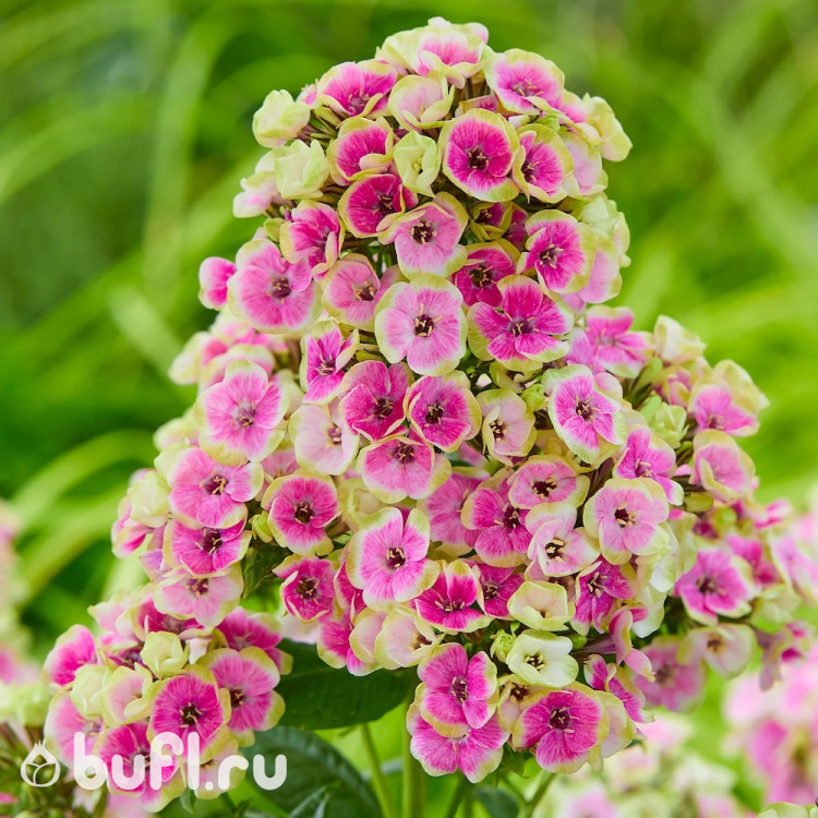 Флокс Orchid Yellow