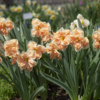 Нарцисс Apricot Whirl (3 луковицы)