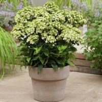 Флокс Orchid Green Флокс Orchid Green