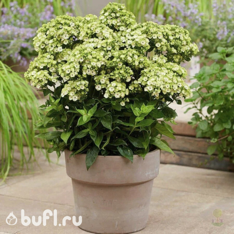 Флокс Orchid Green