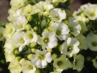 Флокс Orchid Green Флокс Orchid Green