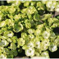 Флокс Orchid Green