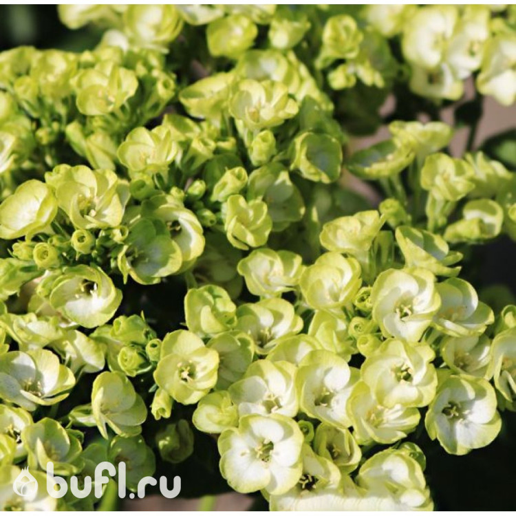 Флокс Orchid Green