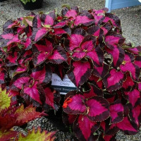 Колеус Premium Sun Chocolate Covered Cherry (5 семян)