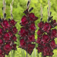 Гладиолус Back Surprise (5 луковиц)