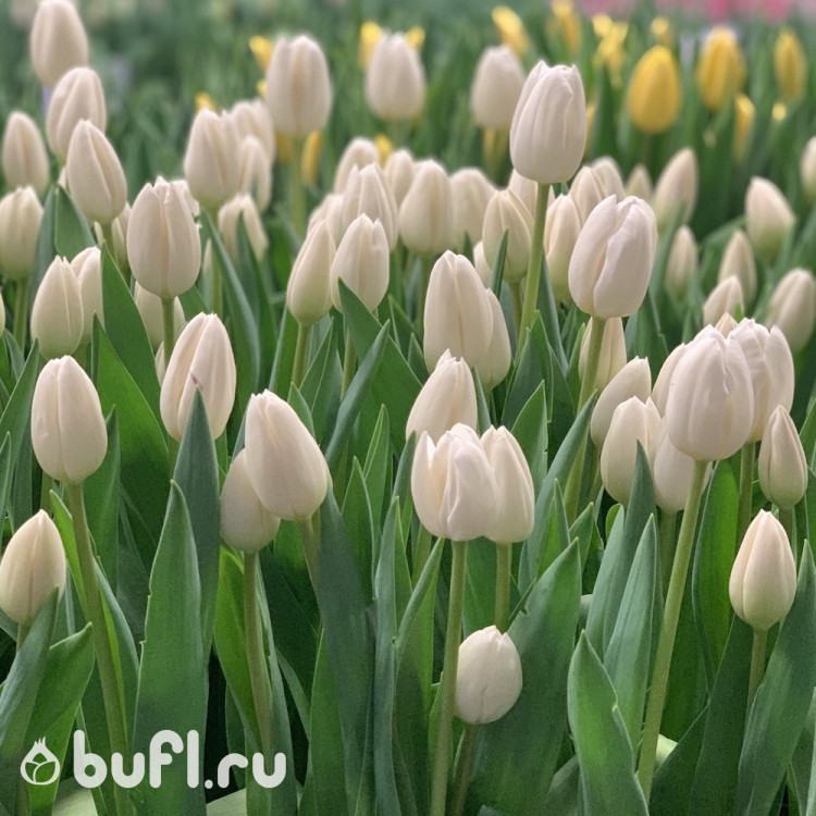 Тюльпан Albatros (5 луковиц)