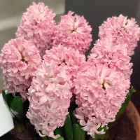 Гиацинт Apricot Passion (3 луковицы)
