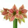 Гиппеаструм Экзотик Стар (Exotic Star) Гиппеаструм Экзотик Стар (Exotic Star)
