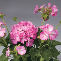 Пеларгония зональная Apache Pink Bicolour (семена 5 шт.)