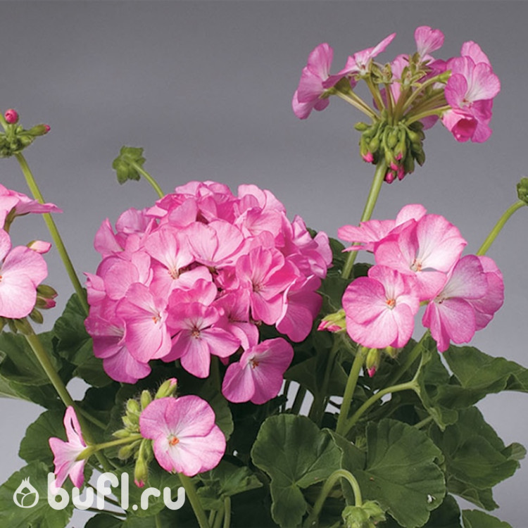 Пеларгония зональная Apache Pink Bicolour (семена 5 шт.)