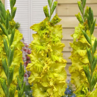 Гладиолус Blitz (5 луковиц)