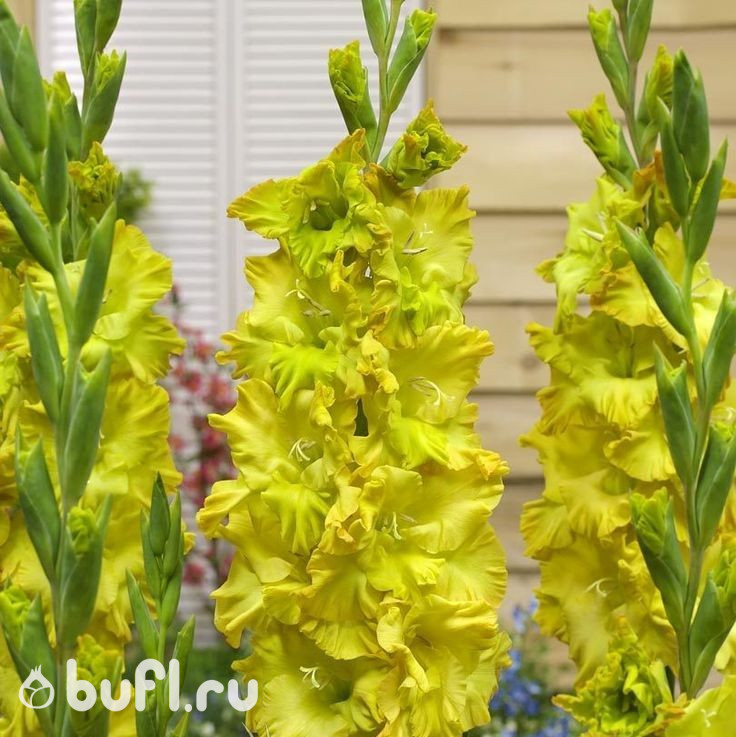 Гладиолус Blitz (5 луковиц)