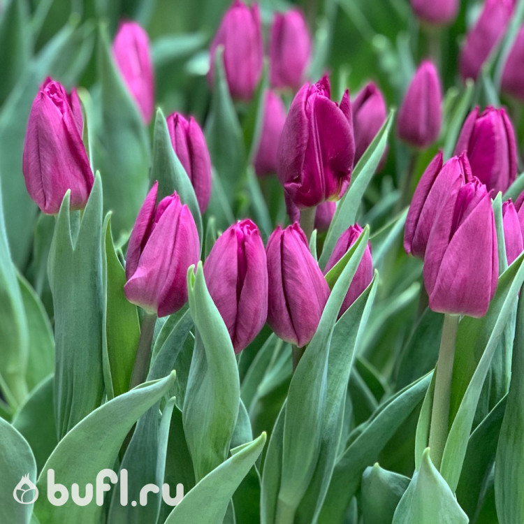 Тюльпан Laptop (5 луковиц)