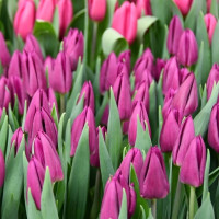 Тюльпан Лаптоп (Laptop) 5 луковиц