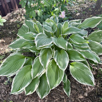 Хоста Хоста волнистая Альбомаргината (Undulata Albomarginata) M