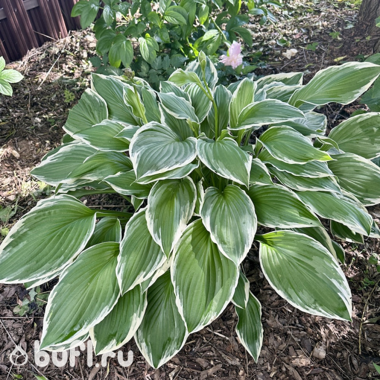 Хоста Хоста волнистая Альбомаргината (Undulata Albomarginata) M