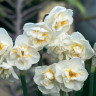 Нарцисс Бридал Краун (Bridal Crown) 3 луковицы