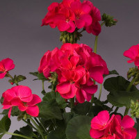 Пеларгония зональная Apache Violet (семена 5 шт.)