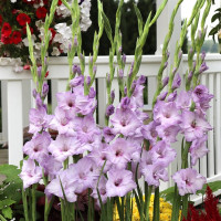 Гладиолус Blue Tropic (5 луковиц)