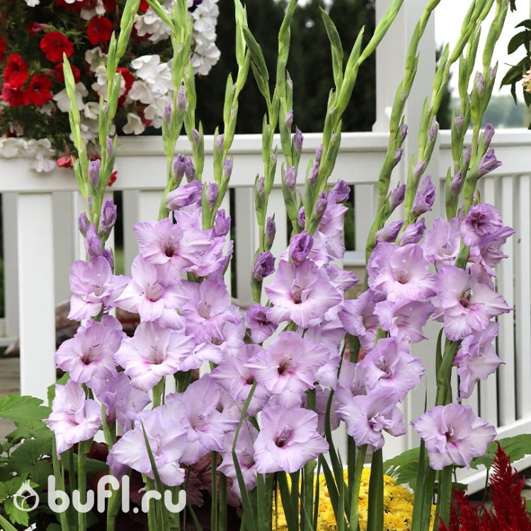 Гладиолус Blue Tropic (5 луковиц)