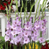 Гладиолус Blue Tropic (5 луковиц)