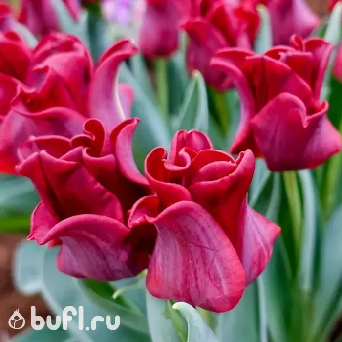 Тюльпан Red Dress (5 луковиц)