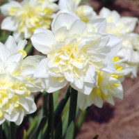 Нарцисс Obdam (3 луковицы)