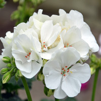 Пеларгония зональная Apache White (семена 5 шт.)