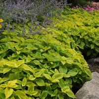 Колеус Premium Sun Lime Delight (5 семян)